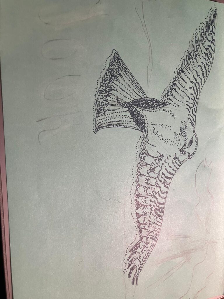 Hawk drawing